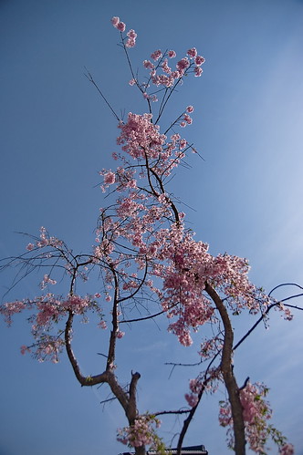 【写真】2013 桜 : 勧修寺/2021-02-03/IMGP9891