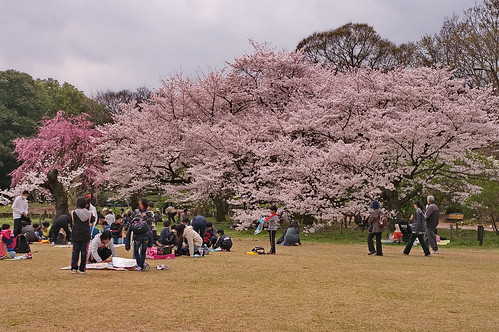【写真】2013 桜 : 京都府立植物園/2020-12-16/IMGP9466