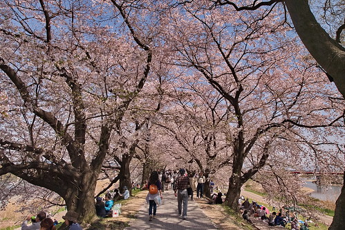 【写真】2013 桜 : 背割堤/2020-03-23/IMGP9670