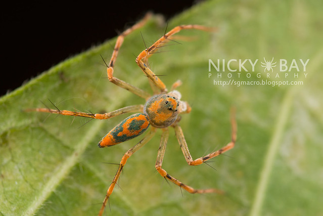 Lynx Spider (Oxyopidae) - DSC_0243