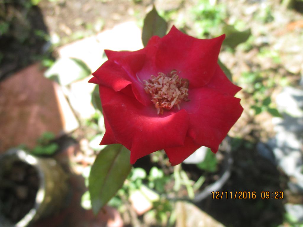 Tôi hơi thất vọng về cây hồng nhung Đà Lạt sau khi ghép này. Hoa trông không đẹp!