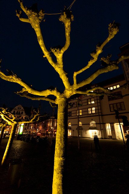 Dusseldorf-Trees 3
