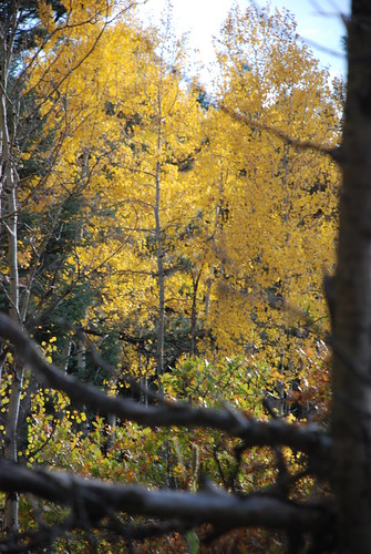 autumn trees tree nature leaves leaf colorado colorful aspen