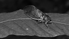 Cicada on leaf (2013 Brood II, Magicicada septendecim, also called Pharaoh Cicada or the 17-year Locust)