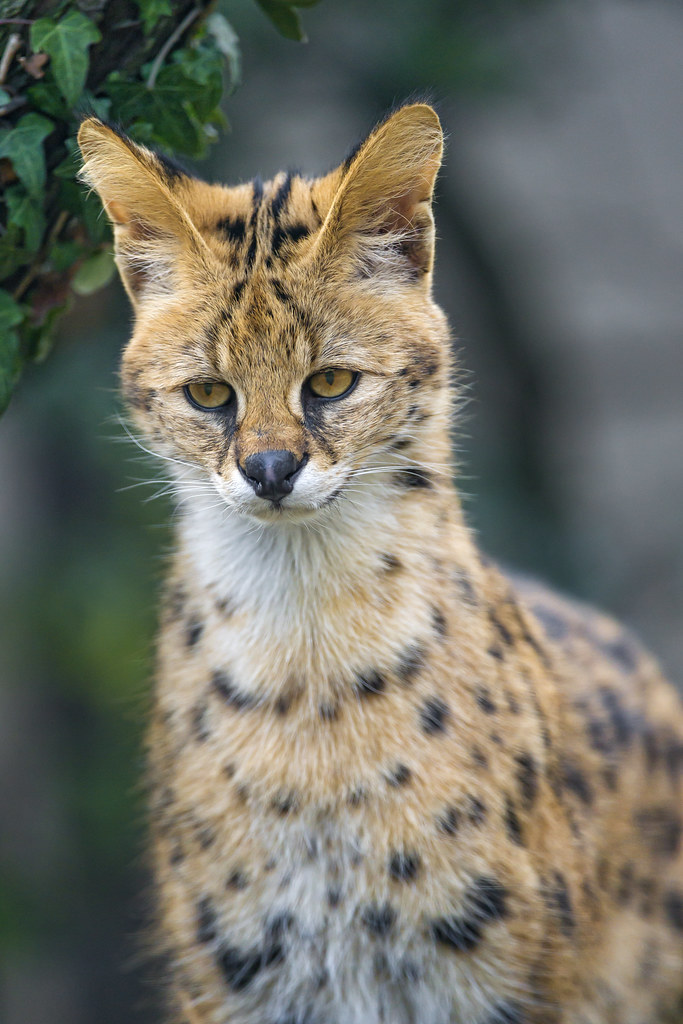 Shy serval