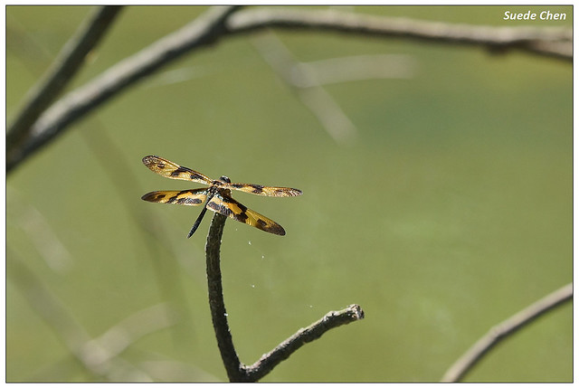 彩裳蜻蜓 Rhyothemis variegata arria (Drury, 1773)