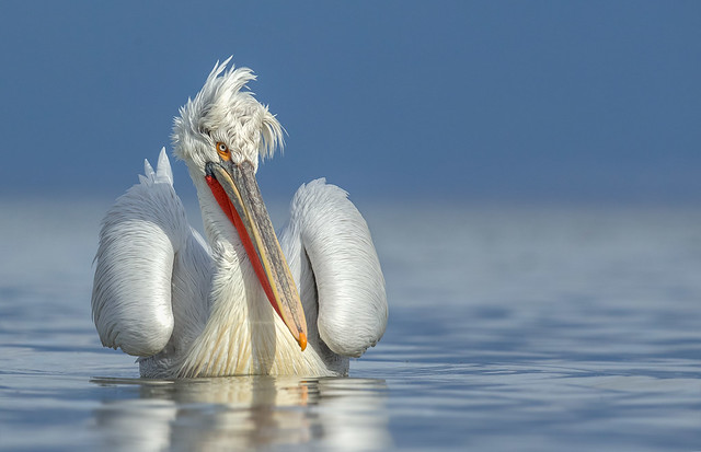 Kroeskoppelikaan / Dalmation pelican / Pélican frisé