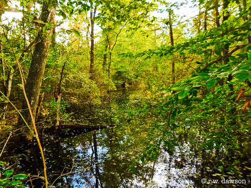 mattaponiwma carolinecounty virginia va usa wetlands marsh swamp wildlifemanagementarea woods forest water