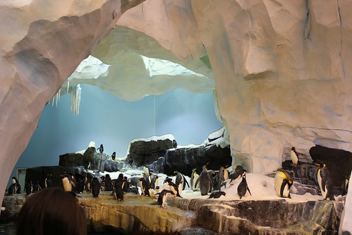 Antarctica: Empire of the Penguin at SeaWorld Orlando