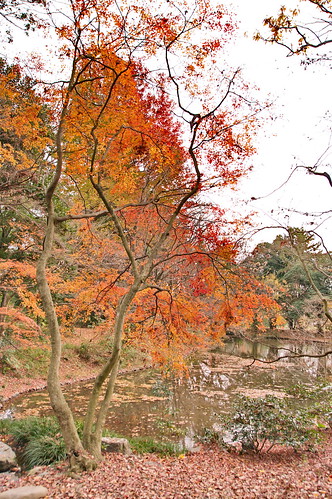 【写真】2012 紅葉 : 京都府立植物園/2019-04-01/IMGP8459