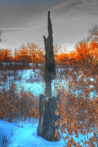 blue winter sunset orange white black woods hdr d40