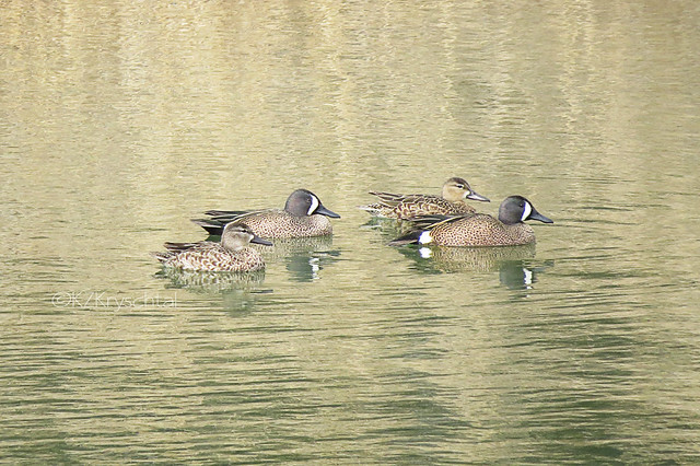 IMG_5671BlueWingedTeals