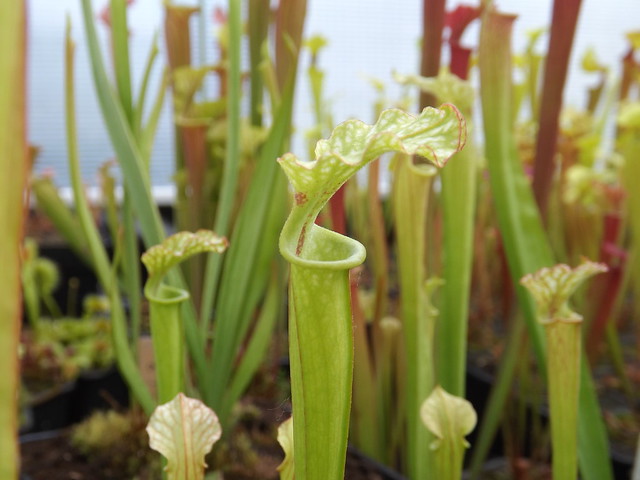 Les sarracenia hybride seedling  14005461234_bca3a8d78d_z