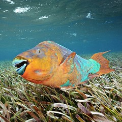 parrotfish