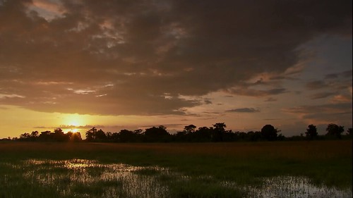 印度卡齊蘭加國家公園濕地一景。（動物星球頻道提供）