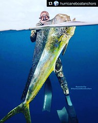 WHEN YOUR MAHI IS BIG AS YOU ! 😍❤️  #fishingtackle #spearfishing #divingequipment @mahigeerwatersports   #mahigeerwatersports #fishing #fishingislife #fish #fishin #fishon #igers #offshorefishing #offshore #offshorelife #love #seaworld #s