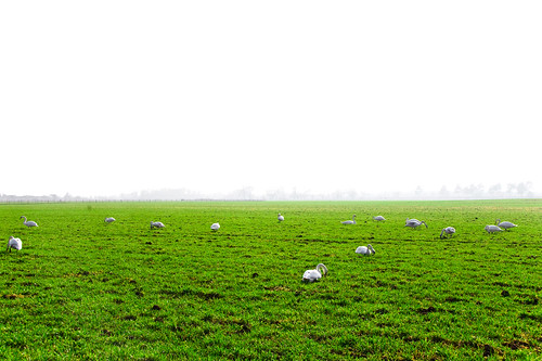 bird field animal swan oiseau canard cygnes champ