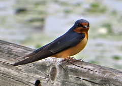 Adult Barn Swallow