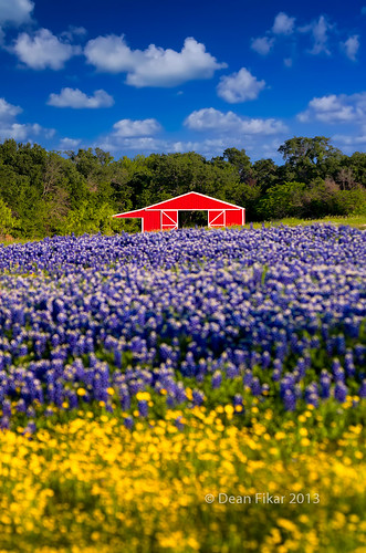 flowers trees red sky color building nature field yellow clouds barn rural landscape outdoors spring day texas unitedstates farm country rustic meadow objects nobody structure sunflowers wildflowers ennis bluebonnets