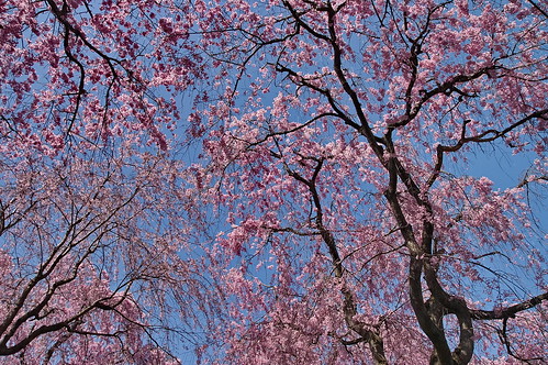 【写真】2013 桜 : 原谷苑（２）/2021-02-05/IMGP9990