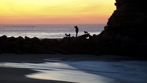 sunset wallpaper dog santacruz beach silhouette background spitz portonovo lourinhã