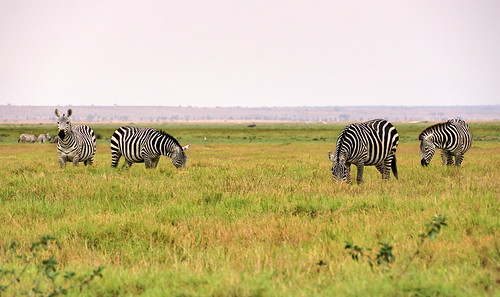 holiday ol kenya lodge zebra kenia amboseli tukai kenyaholiday oltukailodge