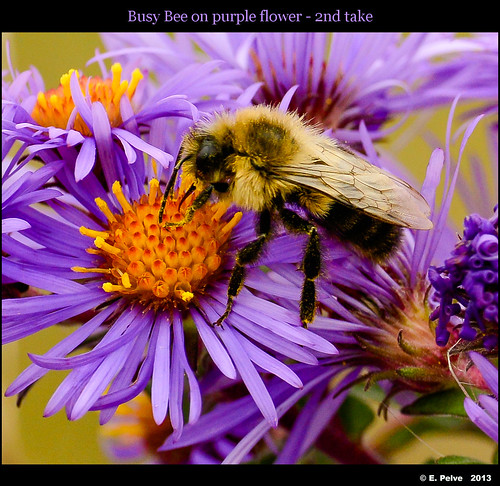autumn ontario canada fall insect apo bee polen milton purpleflower rattlesnakepoint haltonconservationpark nikond800e voigtlanderapolanthar125mmf25sli
