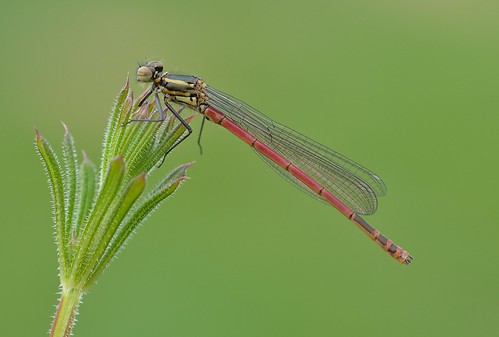 Large Red Damselfly (Pyrrhosoma nymphula)