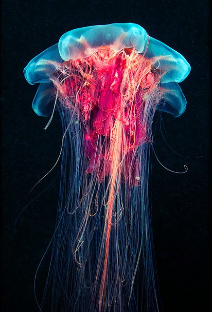 Jellyfish trojan
