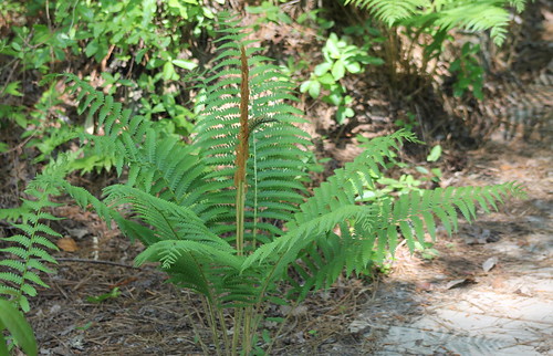 fern cinnamonfern osmundacinnamomea weymouthwoods osmundastrumcinnamomeum northcarolinaplants