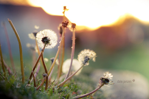 sunset weeds beautifullight dandelions sunflare lookingwest nikond200 warmdayinapril inthegrassyarea andaweebitoftoning