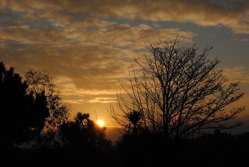 uk sky tree clouds sunrise cornwall newquay cornish newquaysunrise