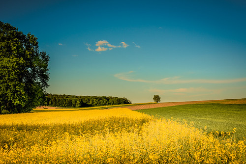 trees sunset sky green colors beautiful field sunshine yellow wonderful colorful fields acres raps acre rapeseed badenwürttemberg badenwuerttemberg afs50mm18g