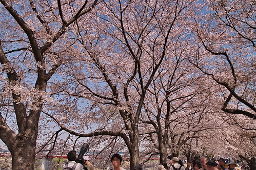 【写真】2013 桜 : 背割堤/2020-03-23/IMGP9663