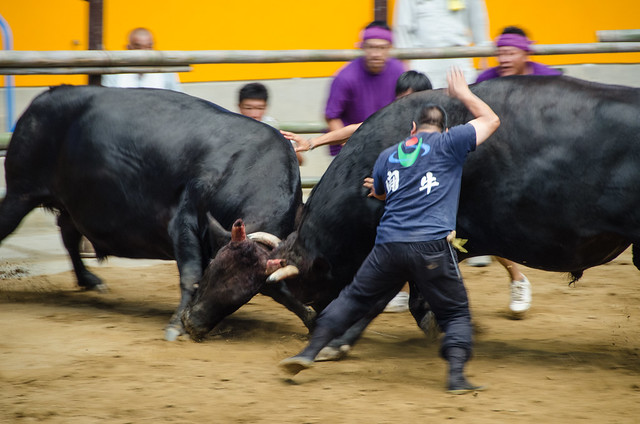 Bullfighting in Uwajima
