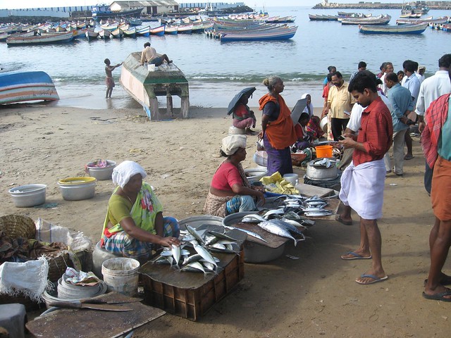 The fresh fish are taken to the Vizhinjham harbour to the common fish market. Many of the fish are sorted here and packed in iced boxes to be sold in the cities.