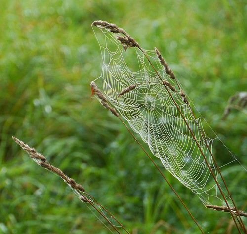 spider nationalpark web lithuania zemaitija plateliai