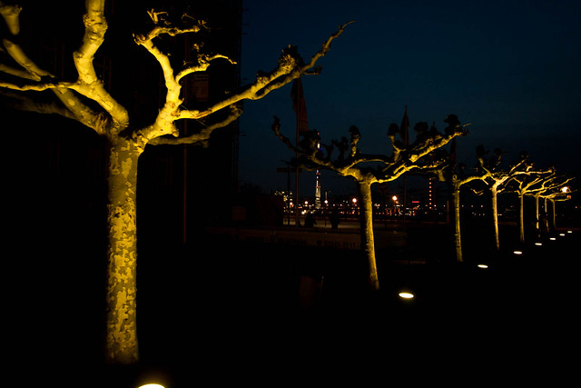 Dusseldorf-Trees 1
