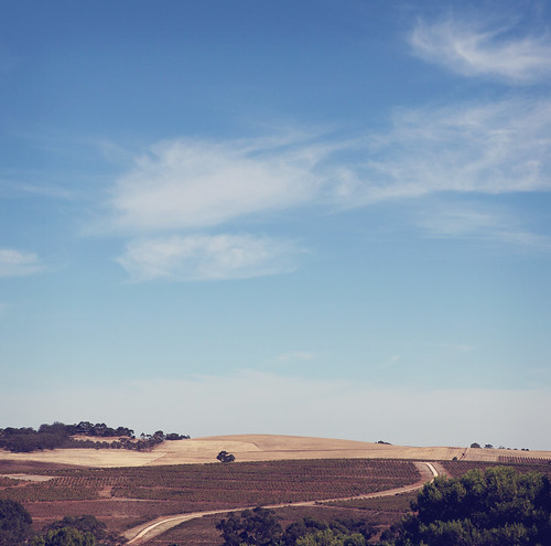 blue sky holiday landscape vineyard roadtrip sa barossa curvyroad wishingiwasstillonholiday