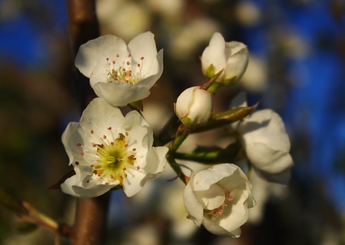 white flower tree pretty blossom cluster pear vanburen bloom arkansas peartree