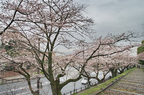 【写真】2013 桜 : 岡崎疎水/2020-09-27/IMGP8880