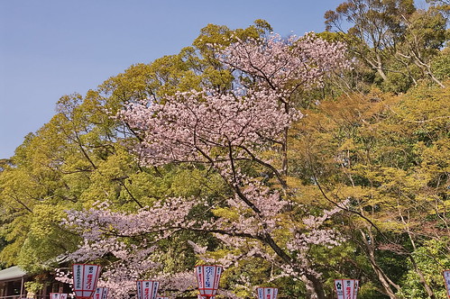 【写真】2013 桜 : 石清水八幡宮/2021-12-06/IMGP9721