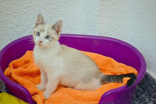 Newman, gatito siamés tabby de ojazos azul cielo esterilizado, nacido en Marzo´15, en adopción. Valencia. ADOPTADO. 17358000553_c2a8368b3b