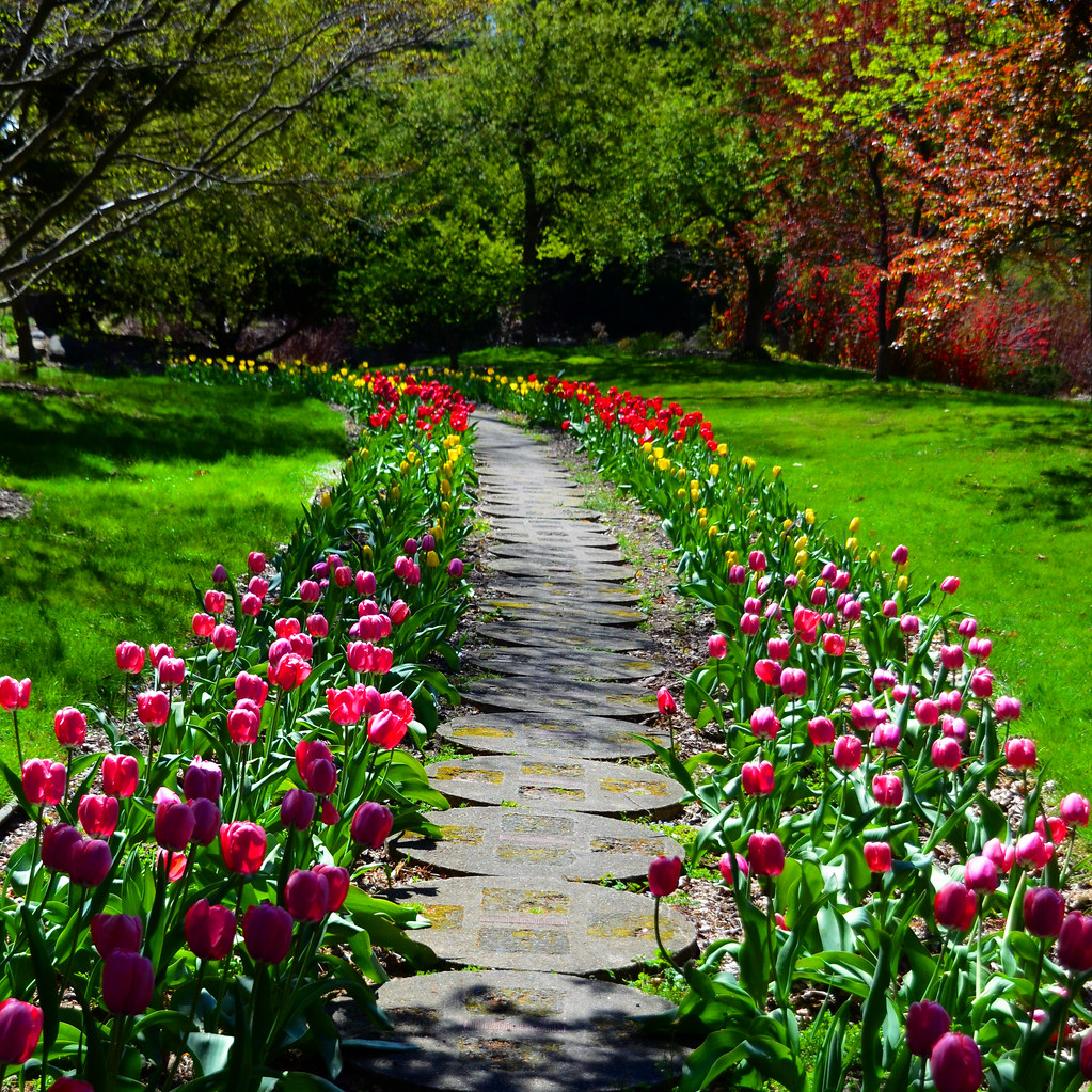 flower path photo
