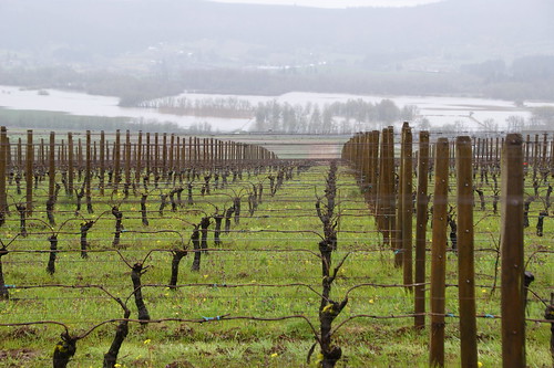 travel oregon spring vines flooding grapes pete gaston winecountry 2012 pete4ducks peteliedtke