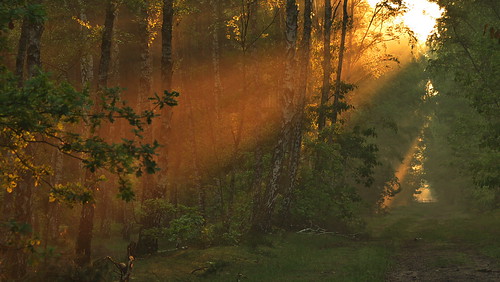 morning trees light plants sun plant color tree nature leaves forest sunrise landscape lumix spring poland polska panasonic botanic g2 panasonicg2