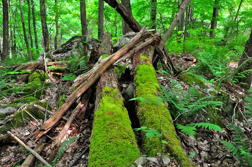 statepark trees green forest moss highlands woods hiking pennsylvania laurel ohiopyle nikond90