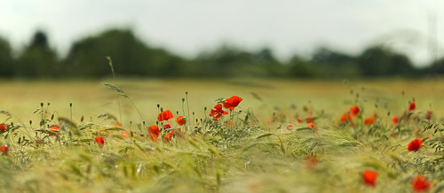 red field barley dof bokeh depthoffield poppies essex colchester