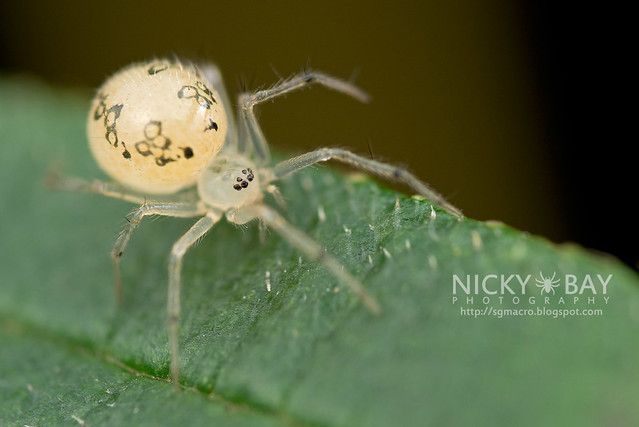 Comb-Footed Spider (Theridiidae) - DSC_1879
