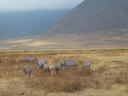 tanzania mammal wildlife ngorongorocrater